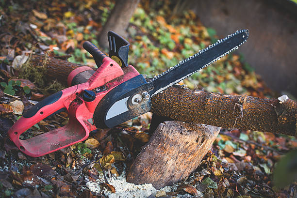 How Our Tree Care Process Works  in  Orange Grove, TX